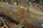 Kmeny borovice lesní (Pinus sylvestris) ve středním stadiu rozkladu jsou ideální stanoviště pro epixylickou játrovku pařezovec křivolistý (Nowellia curvifolia), který byl v Labských pískovcích dlouho nezvěstný. Lokalita na Havraní skále patří k prvním nálezům po více než 100 letech. V ČR se vyskytuje v horských i podhorských oblastech, kde se nachází vhodný substrát – hladké, holé a vlhké kmeny bez konkurence dalších mechorostů a nárostů řas, tlející ve stínu lesa, v mlází, v údolí potůčků a říček, ve stinných roklích. Hojněji roste na Šumavě, v Novohradských horách a Beskydech. Foto I. Marková