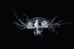 Medúzka sladkovodní – pohled z boku. Foto M. Černý