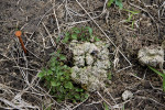 Semenáčky kopřivy dvoudomé (Urtica dioica) klíčící z trusové pelety jelena evropského (Cervus elaphus). Foto J. Vojta 