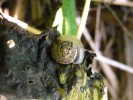 Žihlobytku stinnou (Urticicola  umbrosus) najdeme nejčastěji na starších listech kopřiv, které dokládají nitrifikaci biotopů. Takto zprostředkovaně může indikovat obohacení prostředí o živiny. Foto L. Juřičková