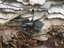 Skálovka velká (Gnaphosa lucifuga) – jeden z největších pavouků obývajících velkolom. Foto P. Dolejš