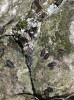 Mezi nejvýznamnější druhy měkkýšů Českého krasu patří ovsenka skalní (Chondrina avenacea). V současnosti je častým kolonizátorem druhotných stanovišť právě v lomech. Foto Š. Podroužková 