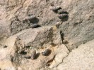 Epilitický plž vápencových skal ovsenka skalní (Chondrina avenacea)  je velice hojný v balvaništích lomů  Solvay i na Chlumu. Foto L. Juřičková