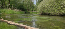 Řeka Ploučnice v nově vyhlášené   PR Meandry Ploučnice a Svitavky. Foto L. Beran