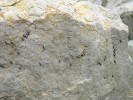 Nejpříznivějším substrátem pro měkkýše je čistý vápenec. Kromě toho, že zvyšuje celkovou diverzitu suchozemských plžů, hostí i specifické epilitické druhy, které se živí endolitickými lišejníky, jejichž stélka je vrostlá  do kamene, a vápencovou skálu za celý život neopustí. Příkladem může být ovsenka skalní (Chondrina avenacea) na stěnách Solvayova lomu v Českém krasu. Foto L. Juřičková