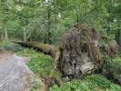 Ve vývratových jámách se lokálně zvyšuje vlhkost a na povrch se dostávají živiny. To se projeví bujnější vegetací a ostrůvkovitým výskytem měkkýšů v jinak chudých lesích, jaké jsou třeba  na Šumavě. Foto K. Horáček