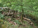 Bažanka vytrvalá (Mercurialis perennis) pod jilmem (Ulmus) spolu s množstvím padlého dřeva představují pro měkkýše ideální prostředí. Foto L. Juřičková