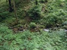 Údolí Hoštického potoka v Rychlebských horách – příklad fytoindikace.  Bujné porosty měsíčnice vytrvalé  (Lunaria rediviva) ukazují na živinami bohaté prostředí, vhodné pro měkkýše. Foto L. Juřičková
