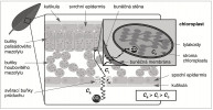 Příčný řez listem a dráha, po které se pohybují molekuly CO2 difuzí z vnější atmosféry do chloroplastů. Ca – koncen­trace CO2 v atmosféře okolo listu,  Ci v mezibuněčných prostorech mezo­fylu (přesněji v místech výparu vody)  a Cc ve stromatu chloroplastů. Dráha je schematicky znázorněna linií se šipkami, v místech nejvýznamnějších difuzních odporů (hraniční vrstva nemíchaného vzduchu, průduchy rs, buněčná stěna rm, obálka chloroplastu) je lomená (cik-cak). Orig. J. Šantrůček a T. Kalistová