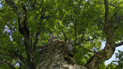 Pohled do koruny vzrostlého javoru klenu (Acer pseudoplatanus) naznačuje pestré adaptace fotosyntézy. Slunné listy dosahují vyšší saturační ozářenosti  i rychlosti fotosyntézy tím, že jsou silnější a mají celkově vyšší enzymovou aktivitu. Naopak stinné listy jsou tenčí, efektivní ve využití nízké ozářenosti. Volný substrát borky kmene a větví kolonizovaly epifytické mechy a lišejníky, které díky schopnosti tolerovat úplné vyschnutí obnovují fotosyntézu krátce po navlhčení. Jediný strom tak hostí široké spektrum strategií přizpůsobených proměnlivým podmínkám. Foto T. Hájek