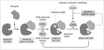 Složitá regulace aktivity CDK, která v plně aktivním stavu zajišťuje vstup buňky do další fáze buněčného dělení, v tomto případě mitózy (M ve zkratce cyklinu a CDK je odvozeno právě od této fáze buněčného cyklu). Blíže v textu. Orig. R. Bošková, upraveno podle  B. Albertse a kol. (Molecular Biology  of the Cell, 2002)