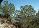 Typický habitus plodných stromů borovice Nelsonovy (Pinus nelsonii) v nadmořské výšce 1 900 až 2 000 m u města Miquihuana. Foto R. Businský
