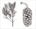 Perokresba typické, tři a půl roku staré plodné větévky s hlavní osou tvořenou 9 internodii, kde nody označené linkou nejsou dostatečně diferencované – nejsou místem vyvinutého rozvětvení, ale jen předělem mezi růstovými fázemi, což je rozpoznatelné mezerou v olistění nebo odlišným povrchem větévky. Vpravo otevřená šiška borovice Nelsonovy (Pinus nelsonii). Podle vzorku z lokality u města Miquihuana, Tamaulipas, kreslila L. Businská.