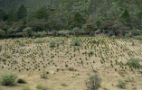 Výsadba mladých stromků borovice Nelsonovy ve výšce 2 300 m n. m. na východním úpatí masivu Cerro Potosí, Nuevo León, Mexiko. Foto R. Businský
