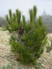 Asi osmiletý poprvé plodící jedinec borovice Nelsonovy (Pinus nelsonii) v plošné výsadbě ve výšce 2 300 m n. m. na východním úpatí masivu Cerro Potosí, Nuevo León, Mexiko. Foto R. Businský
