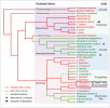 Současný stav znalosti fylogeneze štěnic s pravděpodobným scénářem evoluce hostitelské specializace a současným rozšířením jednotlivých linií. Použity byly sekvence dvou mitochondriálních a dvou jaderných genů. Upraveno podle: S. Roth a kol. (2019)