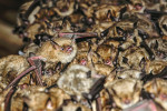 Netopýr brvitý (Myotis emarginatus) tvoří kolonie ve stejném prostředí jako netopýr velký. Štěnice netopýří známe pouze z jedné kolonie, štěnice domácí je u tohoto druhu běžnější. Často v koloniích ale štěnice vůbec nežijí. Silická Jablonica, Slovensko. Foto O. Balvín