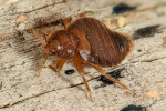 Štěnice netopýří  (Cimex pipistrelli) je druh vzhledově velmi  podobný štěnici domácí (C. lectularius). Vyskytuje se v koloniích většiny našich druhů netopýrů. Pro člověka představuje minimální riziko. Valkov, Slovensko. Foto O. Balvín