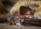 Larva jednoho z amerických druhů štěnice rodu Cimex saje na netopýrovi rodu Myotis, aniž by lezla na jeho tělo. Sierra Nevada, USA. Foto M. Chappelle, University of California, Riverside