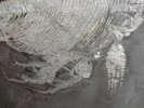 Nenarození i právě narození ichtyosauři zachovaní ve spodnojurských  anoxických sedimentech (TOAE,  Toarcian Oceanic Anoxic Event) lokality  Holzmaden v Německu. Celé skelety, často s mineralizovanými měkkými  částmi těl, také dokazují absenci  dekompozitorů na mořském dně během vrcholící anoxie. Foto M. Košťák