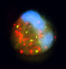 Nálevník Rimostrombidium sp. s pohlcenými bakteriemi (fluorescenčně značené žlutě) a malými řasami (červeně). Současná přítomnost fluorescenčně značených bakterií i větších buněk fytoplanktonu v potravních vakuolách dokumentuje všežravost nálevníků. Podle: K. Šimek a kol. (2019)