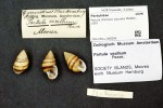 Partula suturalis vexillum z ostrova Mo’orea ve Francouzské Polynésii se ve volné přírodě již nevyskytuje. Foto Natura­lis Biodiversity Center/Wikimedia Commons, v souladu s podmínkami použití