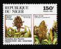 Fytopatogenní druhy na kulturních plodinách – různé sněti na čiroku a řasovka na prosu. Blíže v textu. Niger 1985. Snímek z archivu A. Novákové