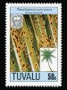 Nekrózy na listech kokosové palmy způsobené vřeckovýtrusnou houbou Pseudoepicoccum cocos. Tuvalu 1988. Snímek z archivu A. Novákové