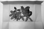 Herbářová položka padlí jetelového (Erysiphe trifolii) na jeteli prostředním (Trifolium medium). Foto  M. Šandová
