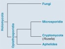 Schematický fylogenetický strom zobrazující současný názor na postavení mikrosporidií. Jsou součástí souhrnné skupiny Holomycota, zahrnující houbám příbuzné organismy a vlastní houby (Fungi). Uvnitř této skupiny tvoří mikrosporidie součást linie Opisthosporidia, sesterské k houbám, a kromě mikrosporidií zahrnující i parazity hub (Rozellidea)  a řas (Aphelidea). Všechna Opisthosporidia injikují své zárodky do buněk hostitele trubicí, která má však rozdílný původ a ontogenezi. Upraveno podle: S. A. Karpov a kol. (2014), orig. J. Vávra