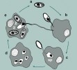 Zjednodušené schéma vývoje mikrosporidií. Spora uvolněná do prostředí (a) explozivně klíčí v zažívacím traktu hostitele a pólová trubice proniká do buňky hostitele (b); obsah spory je vytlačen ze spory a objevuje se v podobě malé buňky – sporoplazmy (sp) na konci vychlípené trubice (c). Sporoplazma se mění na vegetativní buňky množící se v cytoplazmě hostitelské buňky (d) a tyto buňky se po čase transformují ve spory (e). Vzniklé spory jsou buď tenkostěnné, samovolně klíčící uvnitř hostitele a přenášející nákazu do dalších buněk (1), nebo  tlustostěnné, opouštějící tělo hostitele  a zajišťující přenos na další hostitele (2).  Upraveno podle: P. J. Keeling a G. I. McFadden (1998), orig. M. Chumchalová