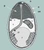 Schéma ultrastruktury spory mikrosporidií. Spora je stavěna jako tlaková nádoba s dvojitým obalem (en – chitinový obal, e – proteinový obal), obsahujícím následné buněčné elementy:  c – cytoplazmu a její plazmatickou  membránu, s – cytoplazmu s ribozomy, n – jádro, p – membránovou „harmoniku“ (těsně nahloučené lamely, polaroplast), pt – dlouhé a částečně svinuté vlákno  se složitou strukturou, a – vlákno je upevněno ve špičce spory hřibovitou koncovkou, v – vakuolární prostor v zadní části spory. Upraveno podle: J. Lom a I. Dyková (1992), orig. M. Chumchalová