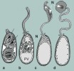 Schéma explozivního klíčení (vystřelení) spory mikrosporidií. Růst vnitrosporového tlaku vede k protržení obalu spory na její špičce (a), vlákno je vytlačováno ven, přehrnuje se naruby (b),  membránové útvary a cytoplazma spory i její jádro (N) jsou vtlačeny do vlákna (c) zvětšující se zadní vakuolou (PV),  aby se nakonec objevily jako malá  buňka (sporoplazma) na konci plně vystřeleného vlákna (d). Klíčení trvá  asi dvě sekundy, membránové útvary  (černé šipky) přispívají k rekonstrukci  plazmatické membrány sporoplazmy. Z archivu autora, orig. M. Chumchalová