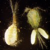 Mikrosporidiemi (Microsporidia, nebo Microsporidiomycota) nakažení hostitelé se v dopadajícím světle jeví jako mléčně zakalení díky úplnému odrazu světla od masy spor uvnitř  organismu. Nakažená (vlevo) a zdravá (vpravo) buchanka rodu Megacyclops (velikost asi 1,5–2 mm). Foto J. Vávra
