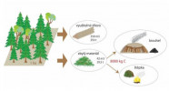 Schéma toku organického uhlíku při lesní těžbě dřeva při osmdesátiletém obmýtí. Výsledný biouhel v množství kolem 8 t je možné uložit do lesní půdy. Orig. J. Houška