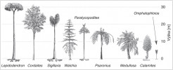 Zástupci hlavních rostlinných skupin z období karbonu a staršího permu a jejich poměrná velikost. Orig. S. Opluštil
