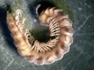 Samice plochule Polydesmus  tatranus (řád Polydesmida) má délku těla kolem 13 mm (po fixáži v etanolu).  Na živých jedincích jsou dobře patrné charakteristické světlejší žlutavě zabarvené okraje hřbetních štítků na 3., 4., 6., 8., 11. a 14. tělním článku. Foto A. Mock