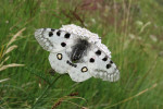 Jasoň červenooký (Parnassius apollo), jeden ze symbolů evropských hor, osídloval ve střední Evropě podobný  biotop jako modrásek pumpavový.  U nás vymizel s ústupem tradičního  hospodaření. Foto A. Sucháčková Bartoňová