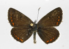 Modrásek pumpavový má oproti m. tmavohnědému (následující obrázek) redukované oranžové skvrny na křídlech. Foto N. Ignatev