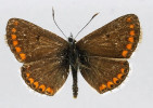 Modrásek pumpavový (předhcozí obrázek) má oproti m. tmavohnědému (tento obrázek) redukované oranžové skvrny na křídlech. Foto N. Ignatev
