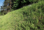 Krátkostébelný trávník – biotop  modráska pumpavového (Aricia artaxerxes) na Vyšenských kopcích, jediné známé oblasti jeho výskytu na našem území. Foto Z. Hanč