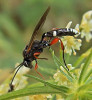 Samec lumka Neotypus melanocephalus, Rokycansko, srpen 2013. Foto  Z. Hyan