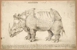 Dürerova přípravná kresba Nosorožce (1515). © The Trustees of the British Museum. Shared under a Creative Commons Attribution-NonCommercial-ShareAlike 4.0 International (CC BY-NC-SA 4.0) licence