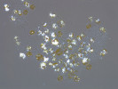 Fotografie mikroskopických řas  (ca 10 μm v průměru) s obsahem guaninových krystalů, které září v polarizovaném světle. Foto J. Pilátová
