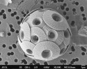 Schránka mořské řasy kokolitky (Coccolithophorida, Haptophyta). Povrch buňky je pokryt drobnými destičkami z uhličitanu vápenatého, který tvoří  sedimenty na mořském dně ve velkých  mocnostech. Foto J. Nebesářová, Laboratoř elektronové mikroskopie Biologického centra AV ČR v Českých Budějovicích