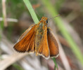 Soumračník žlutoskvrnný (Thymelicus acteon) je méně nápadný a nepočetný denní motýl sukcesně pokročilejších suchých trávníků. Foto P. Heřman 