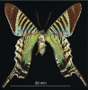 Vyhynulý jamajský endemit – motýl druhu Urania sloanus s charakteristickým strukturálním zbarvením. Samice při pohledu ze spodní strany. Foto C. C. Grinter, s laskavým svolením Denver Museum of Nature and Science, USA.