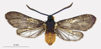 Vřetenuškovitý motýl Levuana iridescens. Foto R. Henderson, se svolením Landcare Research New Zealand Ltd.