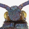 Detail hlavy vřetenuškovitého motýla Levuana iridescens, kde je na každé straně patrné protažené chaetosema se senzorickými štětinkami, vybíhající mezi složené oko a ocellus. Foto R. Henderson, se svolením Landcare Research New Zealand Ltd.