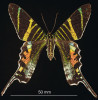 Vyhynulý jamajský endemit – motýl druhu Urania sloanus s charakteristickým strukturálním zbarvením. Samice při pohledu shora.  Foto C. C. Grinter, s laskavým svolením Denver Museum of Nature and Science, USA.